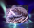 /album/animaux/le-crabe-jpg/